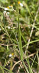 Southern sandbur